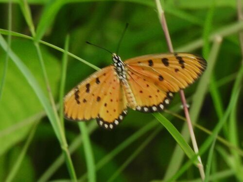 Tawny Coster