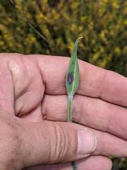 Calochortus splendens