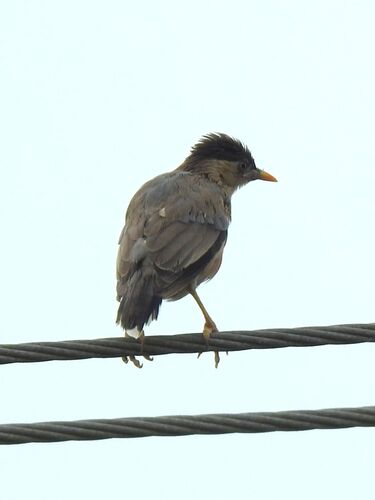 Brahminy Starling