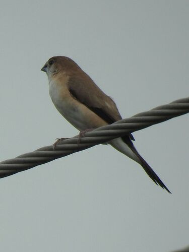 Indian Silverbill