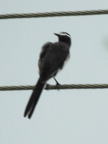 White-browed Wagtail