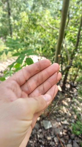 Androsace septentrionalis, 2026-08-26