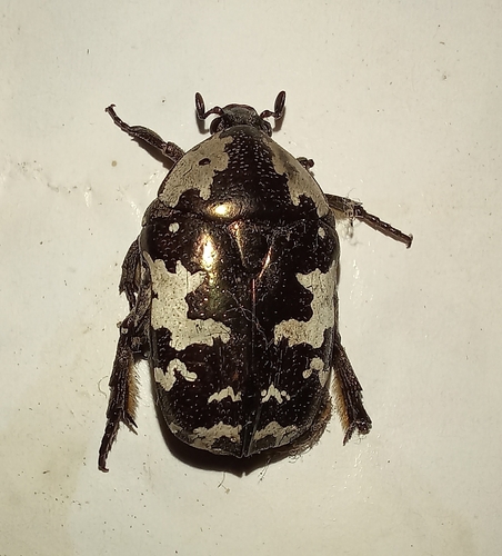 Protaetia aurichalcea