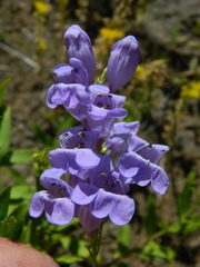Penstemon venustus