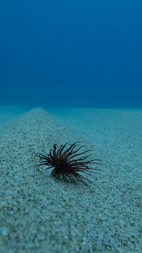 Pachycerianthus solitarius
