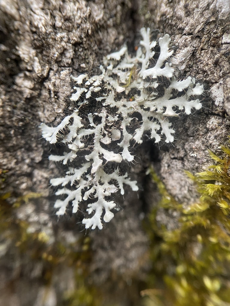 Branching Fringe Lichen