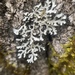 Heterodermia galactophylla - Photo (c) Toby Spribille, osa oikeuksista pidätetään (CC BY-NC), lähettänyt Toby Spribille