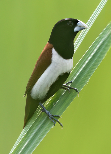 Tricolored Munia