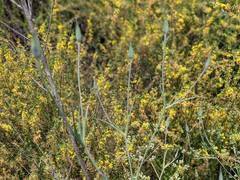 Calochortus splendens