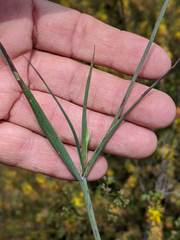 Calochortus splendens