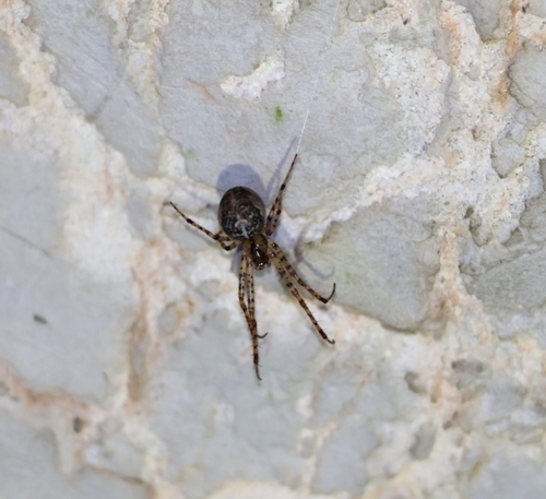 Shaded Orbweaver