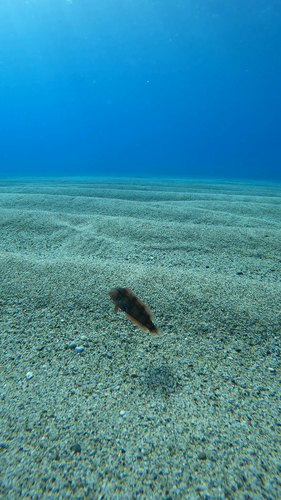Pearly Razorfish