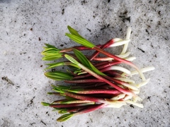 Allium ochotense