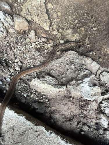 DeKay's Brownsnake