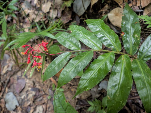 Globba atrosanguinea