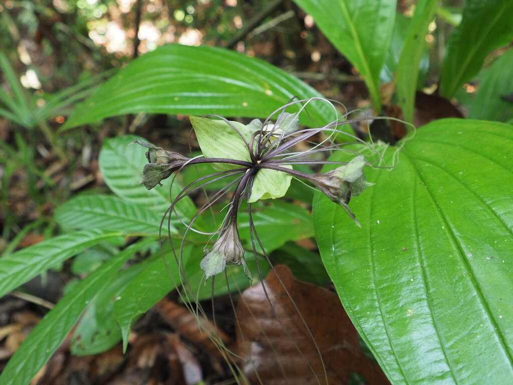 Tacca bibracteata