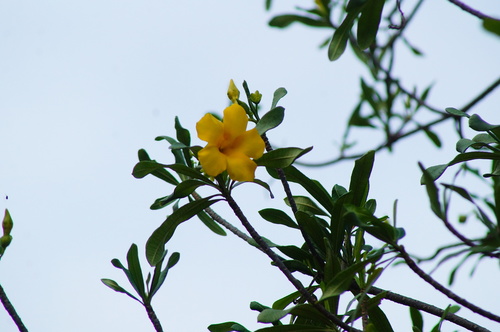 Cascabela ovata