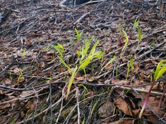 Allium ochotense