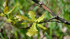 Quercus robur