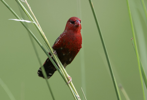 Red Avadavat