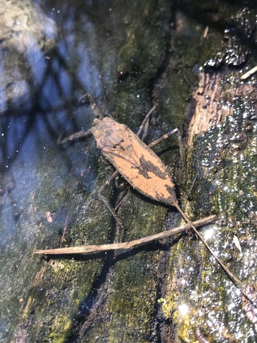 Australian Water Scorpion