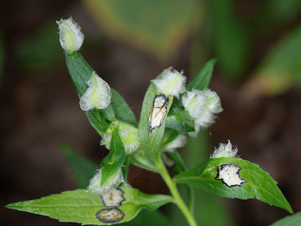 Rhopalomyia clarkei