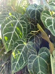 Anthurium crystallinum