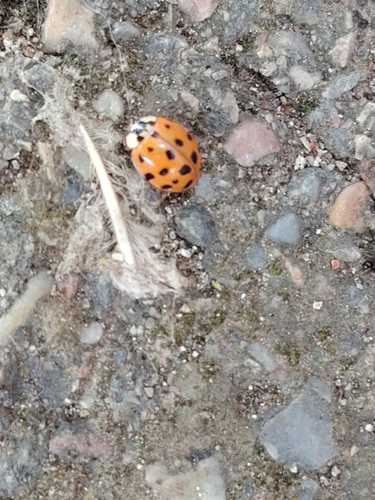 Asian Lady Beetle