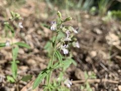 Collinsia childii