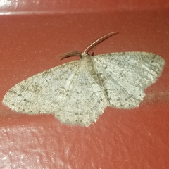 Melanolophia imitata