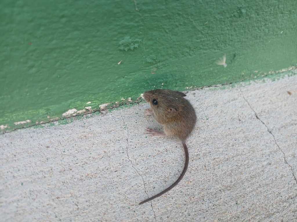 Highlands Pygmy Rice Rat