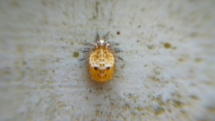 Insecta
