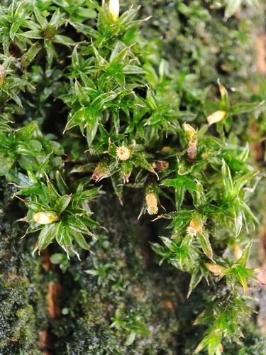 Orthotrichum diaphanum observed 2026-08-27