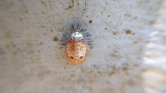 Insecta