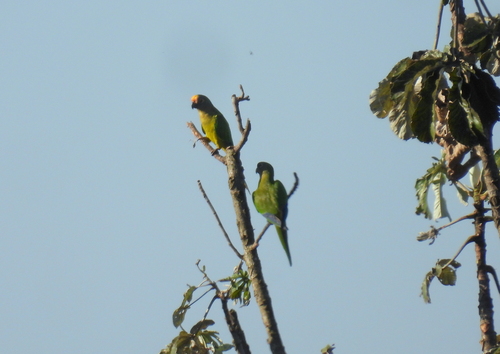 Peach-fronted Parakeet