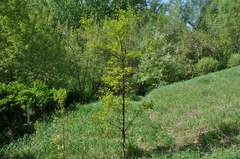 Quercus robur