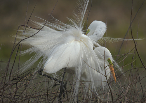 Great Egret