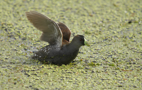 Spot-flanked Gallinule