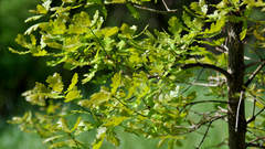 Quercus robur