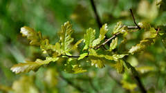Quercus robur