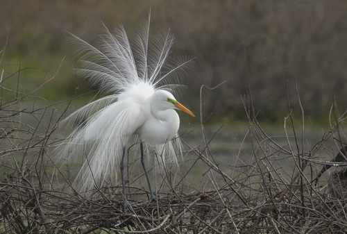 Grande Aigrette