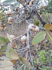 Qualea parviflora, photograph (c) jbugoni, some rights reserved (CC BY)