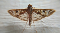 Rhimphalea