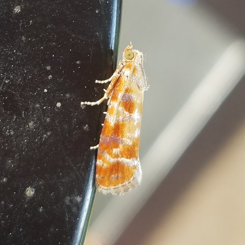 European Pine Shoot Moth