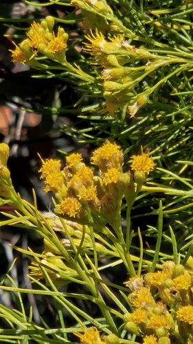 Ericameria arborescens, photograph 2