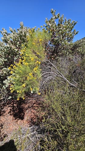 Ericameria arborescens, photograph 3