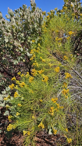 Ericameria arborescens, photograph 4
