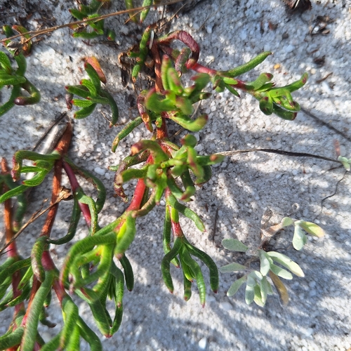 Lampranthus bicolor