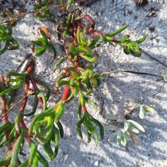 Lampranthus bicolor