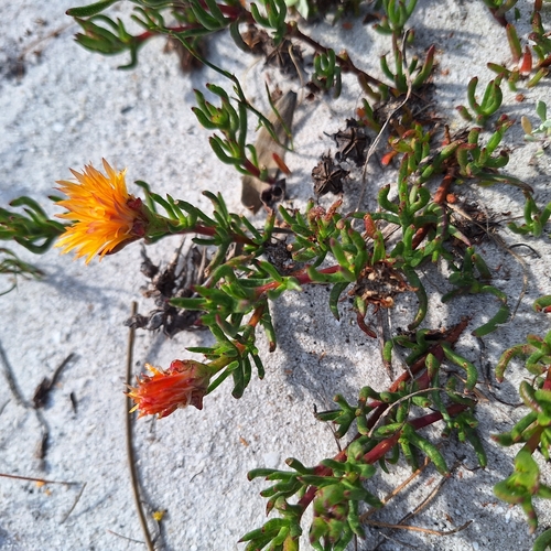 Lampranthus bicolor, photograph 1